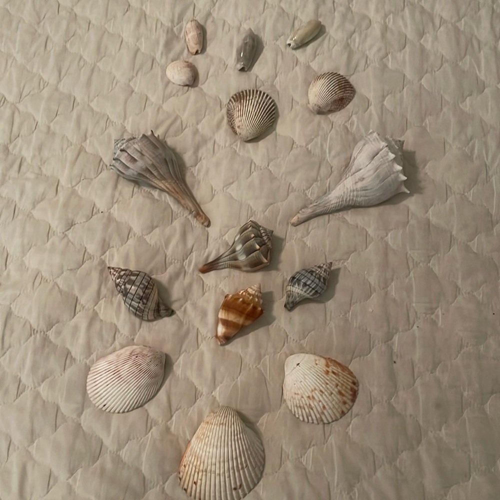 🐚 15 shells -Make Offer🐚